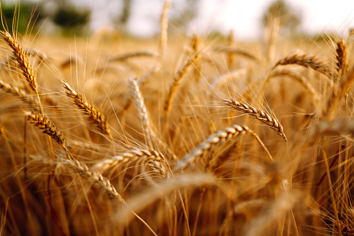 Campo de trigo dorado. Una cosecha rica. photo