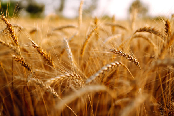 campo de trigo dorado. una cosecha rica. - wheat fotografías e imágenes de stock