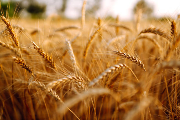 Gold wheat field. Rich harvest. stock photo