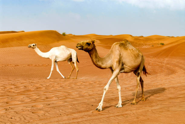 istock Dromadaires in Dubai sand desert 1265550481