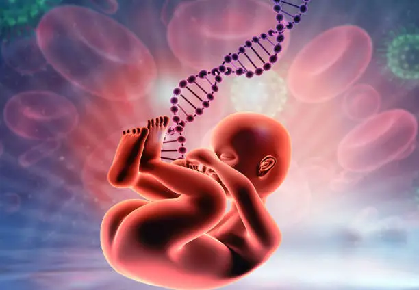 Fetus with dna on medical background. 3d illustration