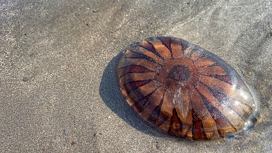 Compass jelly fish washed up on the south coast Cornwall, sunny weather. (A translucent yellowish-white jellyfish with brown markings around the fringe and on the top of the bell.)