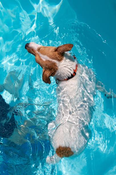 istock jack russel dog in a a swimming pool 1265552139