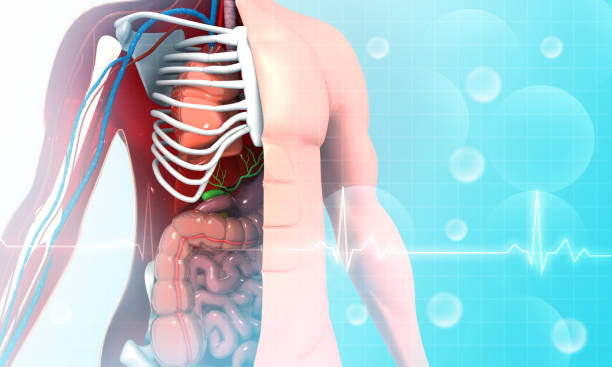 istock Anatomy of human body 1265552174