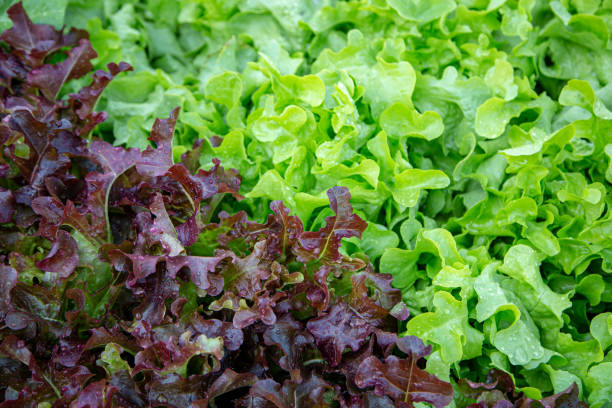 istock red and green oak lettuce field 1265552242