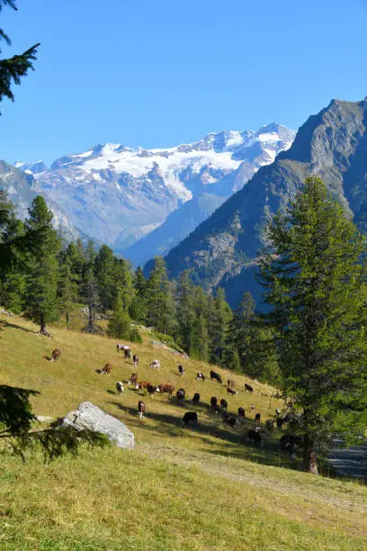 Monterosa seen from the Gressoney valley