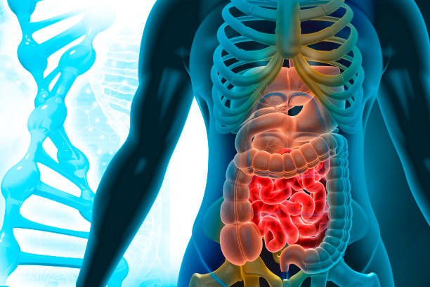 Human body anatomy Human body anatomy on scientific background. 3d illustration blood and guts stock pictures, royalty-free photos & images