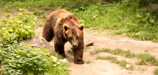 istock brown bear walking in the forest 1265553582