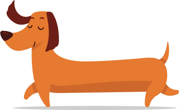 Dachshund Cute long dachshund puppy dog vector cartoon flat illustration isolated on white dachshund stock illustrations