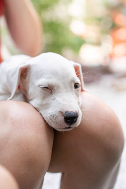 istock Napping dog  Perfest relaxed cozy weekend. 1265554727
