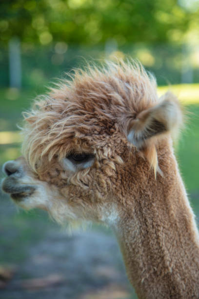 istock Beautiful South American alpacas in a free range 1265554986