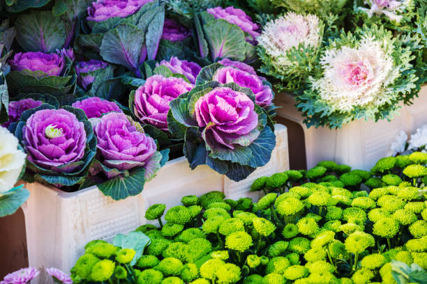colorful ornamental cabbages in a flower shop colorful ornamental cabbages in a flower shop ornamental plant stock pictures, royalty-free photos & images