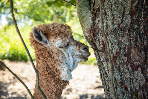 istock Beautiful South American alpacas in a free range 1265555098