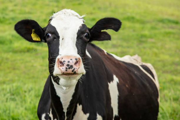 istock cows in the pasture on a sunny summer day 1265555285