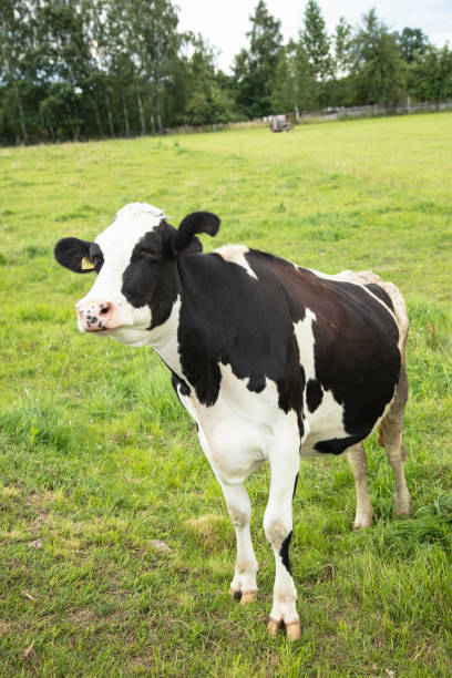istock cows in the pasture on a sunny summer day 1265555448