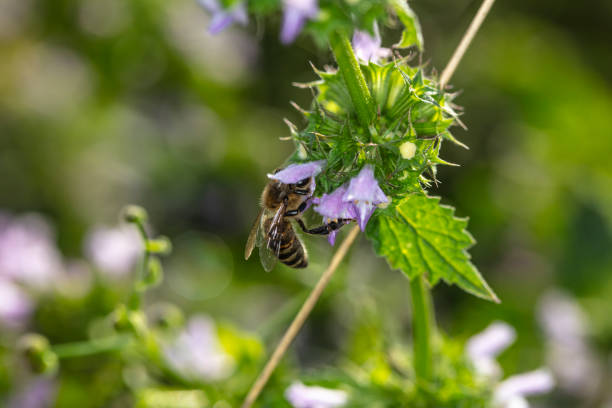 istock wasp collects nectar from a flower 1265556781