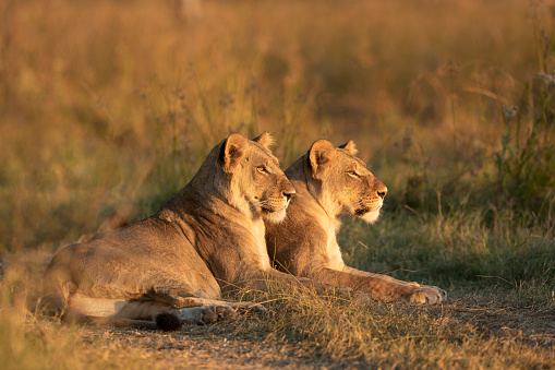 Two female lioness lying down watching the sunset in Khwai Okavango Delta Botswana