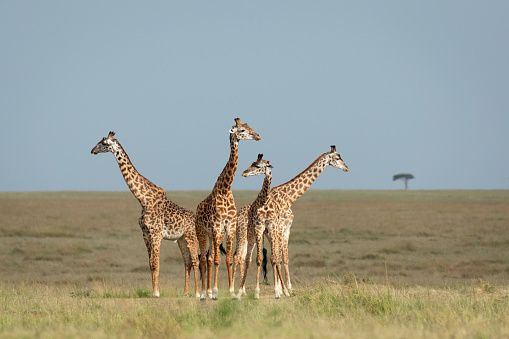 Tower of four giraffe standing and looking around alert in the open plains of Masai Mara in Kenya