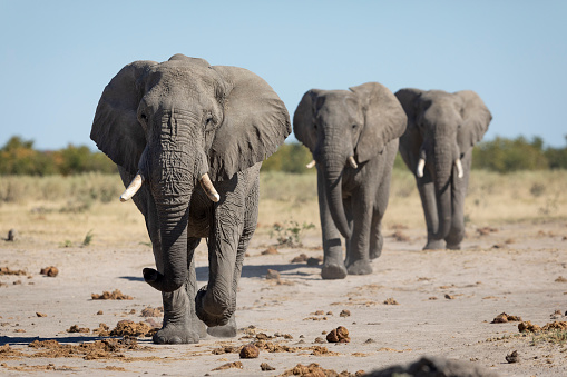 Three elephants walking in line on flats of Savuti in afternoon sunlight in Botswana