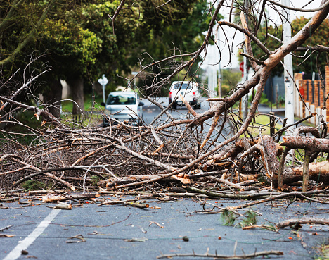 Debris from storm-damaged tree blocks the road, forcing cars to stop.