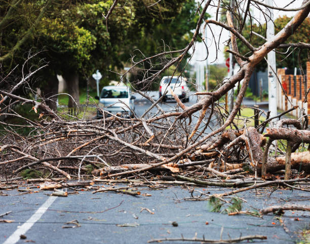Big tree branch fallen after storm winds blocks street in city suburb Debris from storm-damaged tree blocks the road, forcing cars to stop. fallen tree photos stock pictures, royalty-free photos & images
