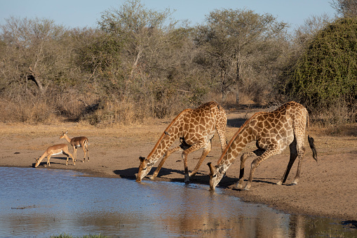 Two adult male giraffe drinking water near two impalas in the afternoon light in Kruger Park South Africa