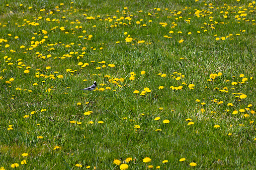 Bird in the meadow with dandelions. This file is cleaned and retouched.