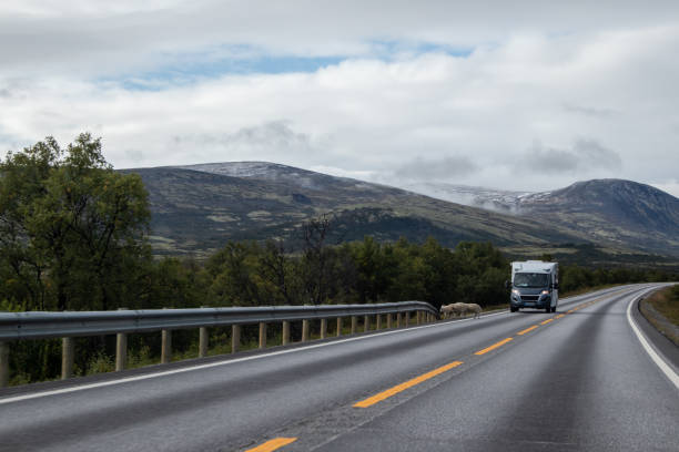 istock Driving mountains Norway road. Car with sheep on road 1265563896