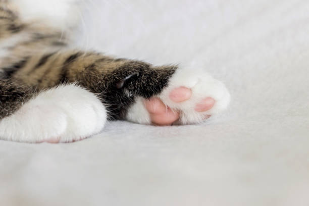 close up of cute kitten paws on white blanket