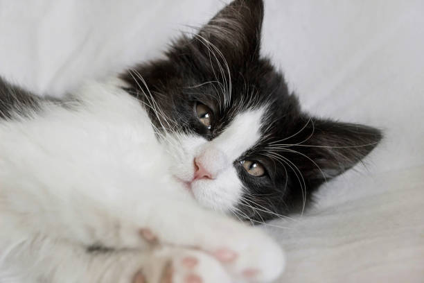 portrait of cute sleepy tuxedo cat kitten on white blanket portrait of cute sleepy tuxedo cat kitten on white blanket tuxedo cat stock pictures, royalty-free photos & images