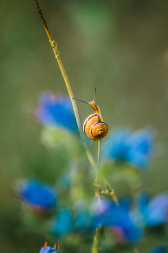 Close up of snail on a grass blade