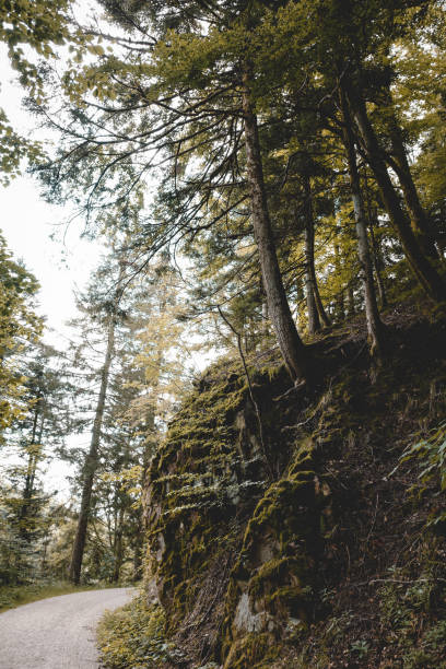 istock impressions of the black forest 1265570771