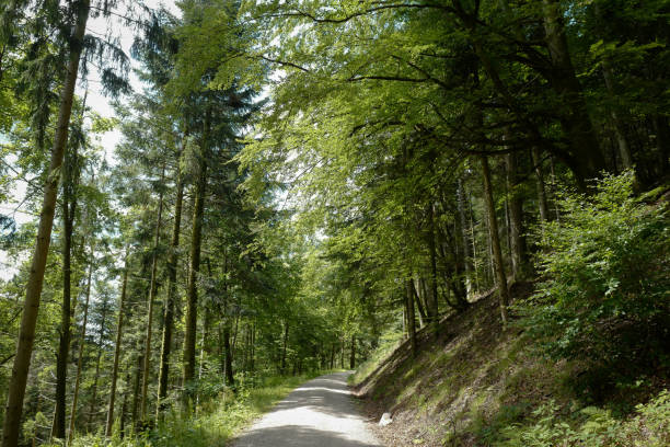 istock impressions of the black forest 1265571318