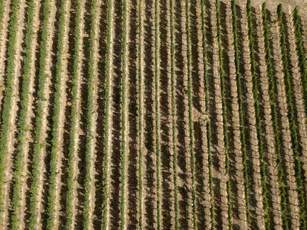 istock Aerial top down view of vineyards rows, green agricultural fields from drone. Texture background. summer rural landscape nature village countryside Mainz Germany 1265573345