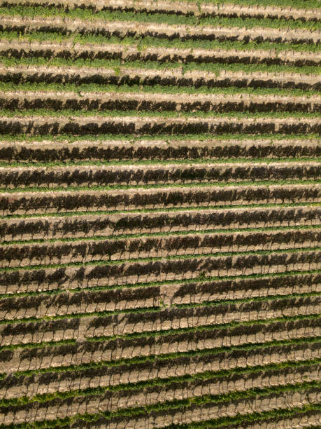 istock Aerial top down view of vineyards rows, green agricultural fields from drone. Texture background. summer rural landscape nature village countryside Mainz Germany 1265573354