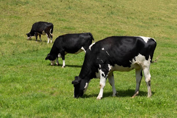 istock Three eating, black and white cows on a meadow 1265573502