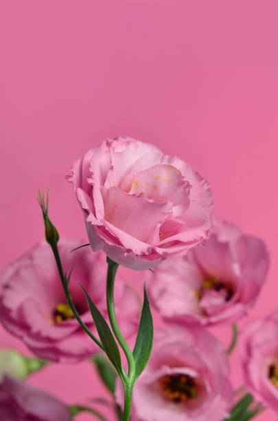 istock Delicate bouquet of pink eustoma flowers on a pink background 1265573513