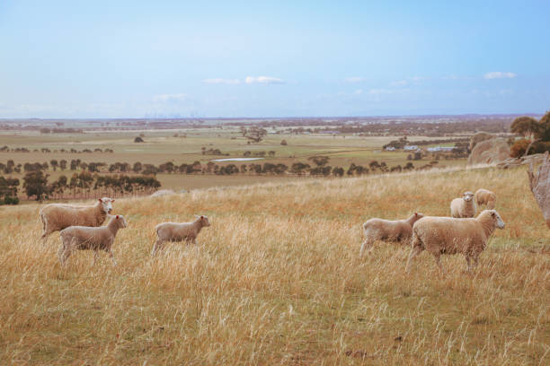 the arid landscape of australia typically suits sheep farming with wise land and water management