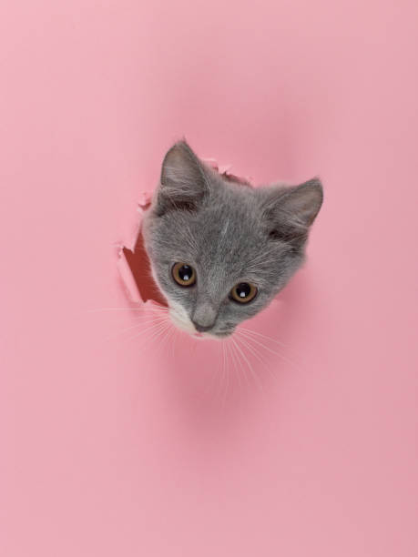 istock The kitten is looking through torn hole in pink paper. Playful mood kitty. Unusual concept, copy space. 1265577808