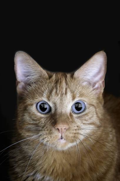 istock Blue eyed ginger cat looking curious to the camera. Vertical image with copy space. 1265577985