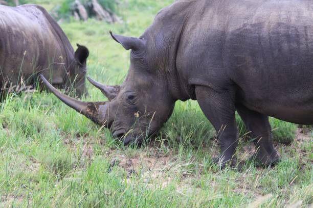 istock Rhinoceros in South Africa 1265579719