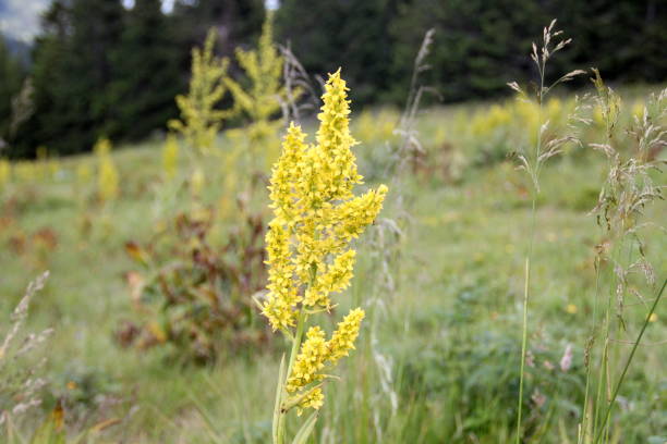 Veratrum album plant Veratrum album in grass on kopaonik mountain, Serbia. european white hellebore stock pictures, royalty-free photos & images