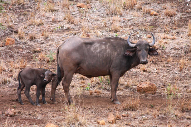 istock a buffalo in South Africa 1265584823