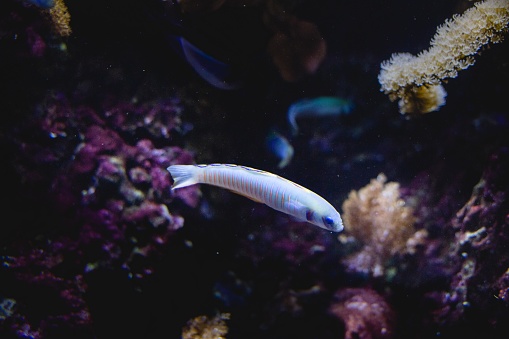 Tropical fish in the Aquarium