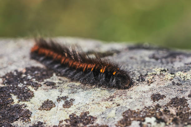 istock A shaggy black caterpillar with an orange stripe. 1265587900
