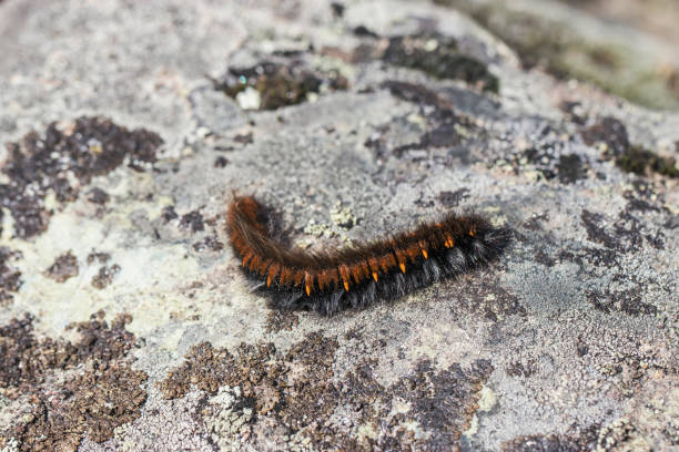 istock A shaggy black caterpillar with an orange stripe. 1265588022
