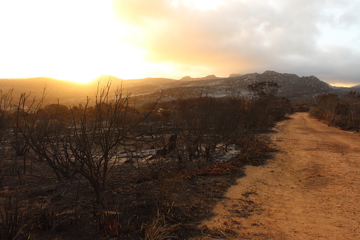 Fire Ravaged Mountain Fire Ravaged Burnt Arid Wilderness Landscape Covered In Small Protea ...