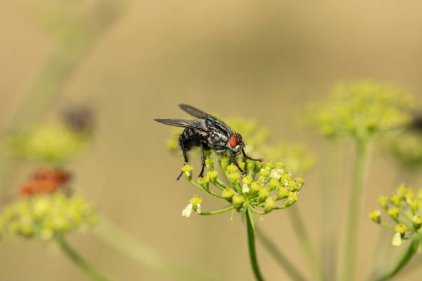 An fly sitting an a flower, blurred background, bokeh