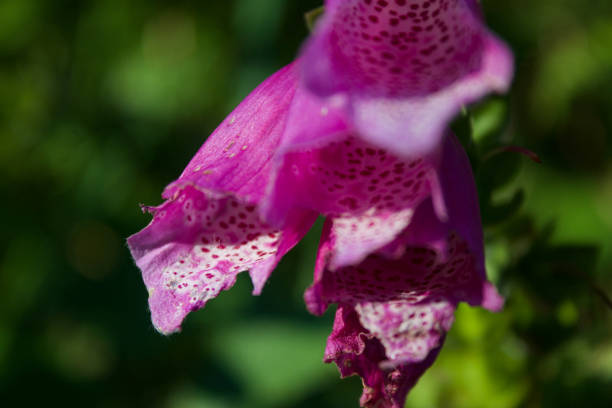 Digitalis purpurea growing in hedgerows
