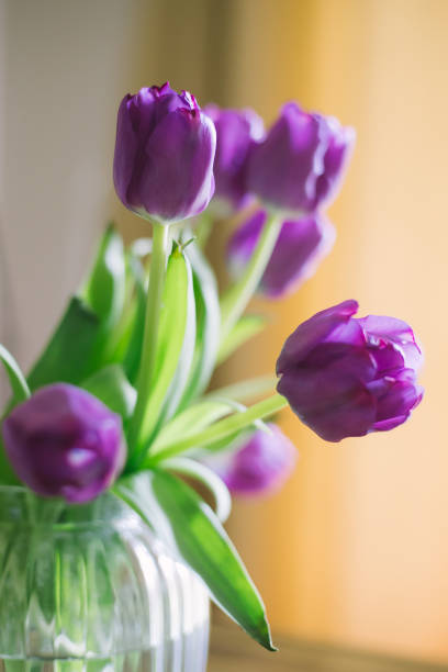 violet tulips in a glass vase, orange background